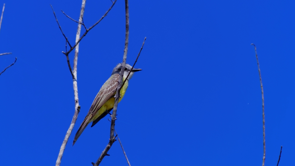 10 - Puerto Jimenez (2).jpg